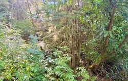 1 Cedar St, Wheeler, OR 97147