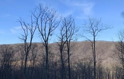15 DELAFIELD RD lot: 15, HOT SPRINGS, VA 24445