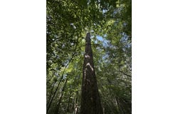 Bear Creek Road, Duncanville, AL 35456