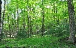 Highland Park Road, Secondcreek, WV 24974