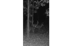 114 Acres Styles Road, Noel, MO 64854