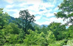 Split Pine Cove, Clyde, NC 28721