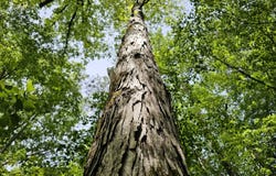 Grover Davis Road, Hamilton, AL 35570