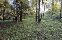 Davis Rd, Deer Lodge, TN 37726