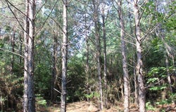 PID 36982 Ben Dunn Road, Lufkin, TX 75901