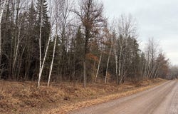 ON Sheep Camp Road, Ladysmith, WI 54848