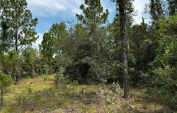 150 SE 144TH Avenue, WILLISTON, FL 32696