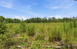 3390 Hunter Road lot: 2, Kershaw, SC 29067