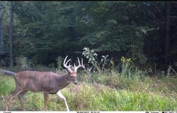 Deer Creek Road lot: 5, Cannelton, IN 47520
