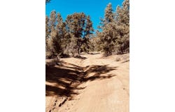 Conifer, Kennedy Meadows, CA 93527