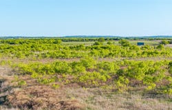 TBD1 County Road 250, Clyde, TX 79510
