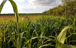 TBD3 CR 223, Clyde, TX 79510