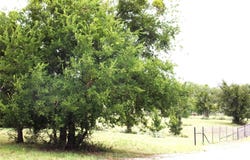 TBD 000 Clear St, San Saba, TX 76877