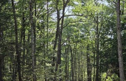 Pinnacle Road, Liberty, ME 04949