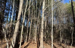 Taylors Beach Rd, Reedville, VA 22539
