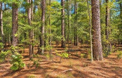 TBD (6) Manfred Road, Norman, AR 71960