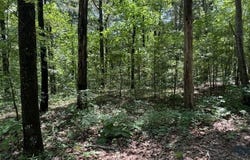 Cedar lot: 32, Heber Springs, AR 72131