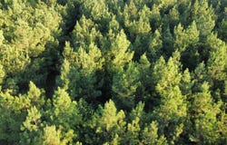 McManus Road, Lacey, AR 71655