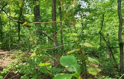 ID19 Lakeview Trail, HOLLADAY, TN 38341