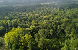 Tree Farm Road, Walterboro, SC 29488