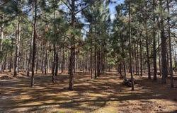 Butler Mill Road, Bladenboro, NC 28320