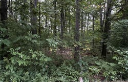 On Thunderbird Lane, Wakefield, MI 49968