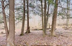Morrison Hill Rd, Tidioute, PA 16351