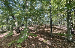 389 Shady Pine Lane, Newcomb, TN 37819