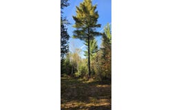 E 8 Mile Rd, Sugar Island, MI 49783