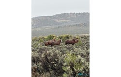 Lindrith, NM 87029
