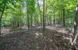 County Road 127, Alton, MO 65606