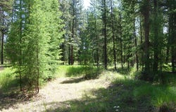 Skyline Way, Libby, MT 59923
