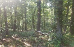 155 Dogwood Dr, HOLLADAY, TN 38341