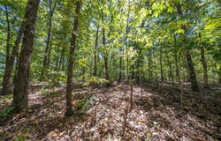 Valley View Trail, Williford, AR 72482