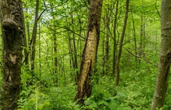 Bidwell Rd, Mill Run, PA 15464