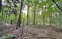 Langs Lane, Interlochen, MI 49643