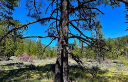 79402 State Highway 3, Trinity Center, CA 96091