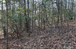 Howell Road, Brevard, NC 28712