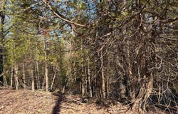 S Loomis Road, Mt Pleasant, MI 48858