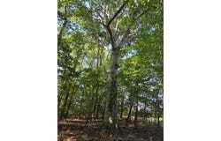 New Cut Road, Bowling Green, KY 42103