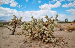Easton Road, Landers, CA 92285