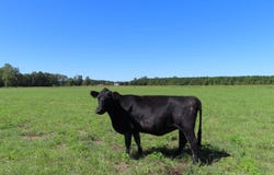 Tema Road, Hartsville, SC 29550
