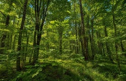 SMITH MILL ROAD lot: 2, DELTA, AL 36258