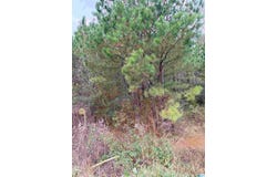 ARMSTRONG LOOP lot: 0, HAYDEN, AL 35079