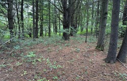 Todd Rd, Gilboa, NY 12076