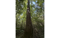 Bear Creek Road, Duncanville, AL 35456
