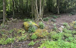 Stocton Road, Roan Mountain, TN 37687
