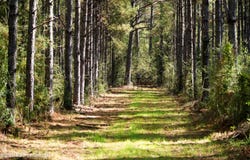 Mallalieu Drive, Ruth, MS 39662