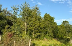NE 160TH AVE, WILLISTON, FL 32696