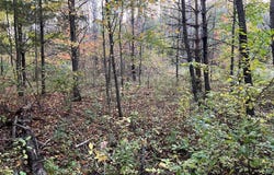 Holly Rd, Pine City, MN 55063
